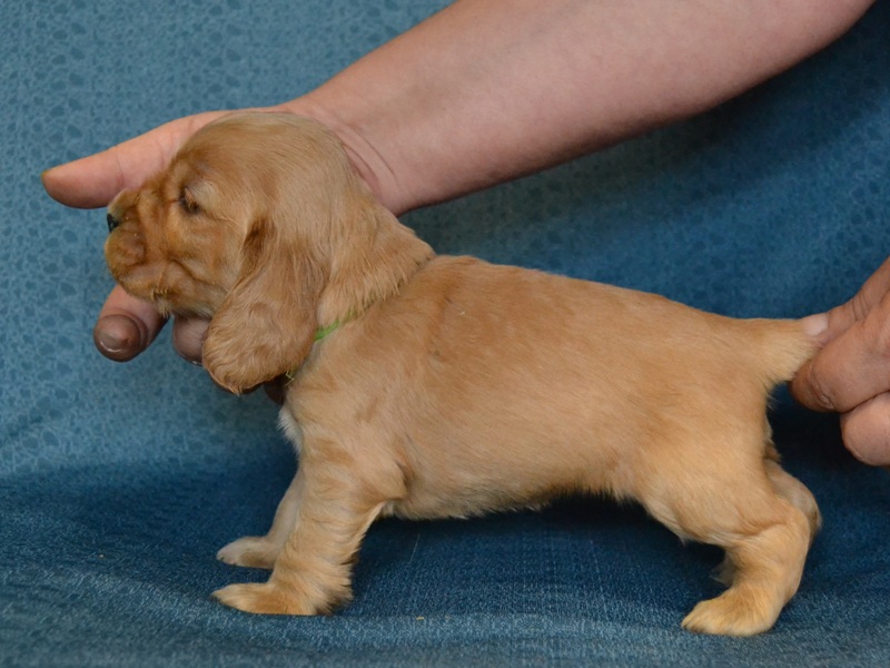 4 - sv. zelená fenka.JPG